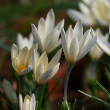 Crocus korolkowii 'Albus'
