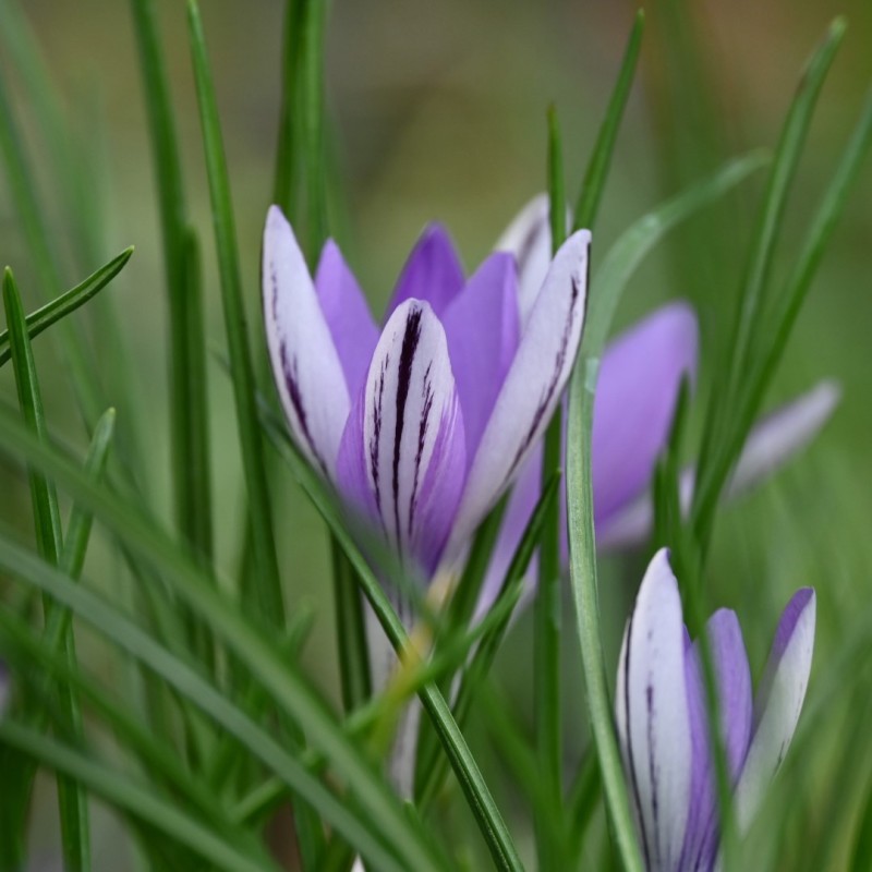 Crocus minimus -CO2810-