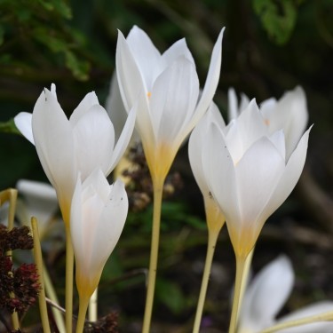 Crocus ochroleucus