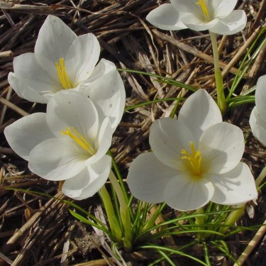Crocus goulimyi 'Mani White'