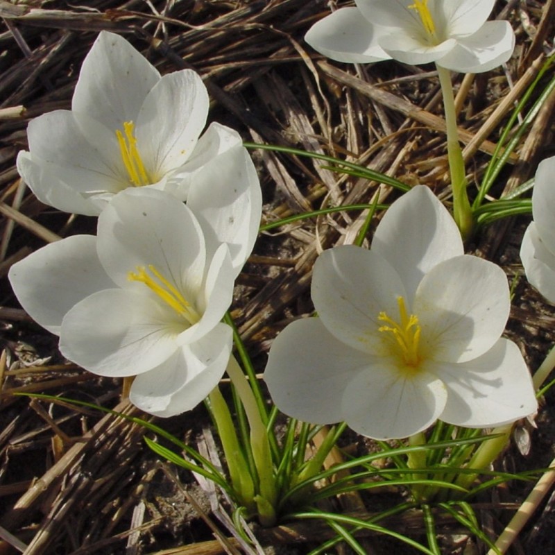 Crocus goulimyi 'Mani White'