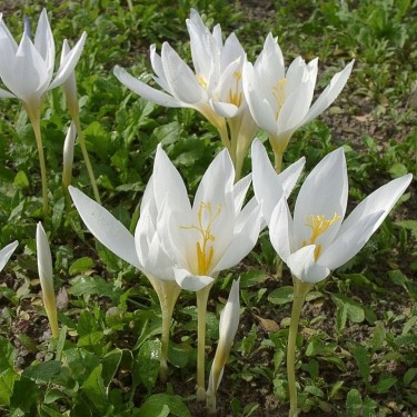Crocus speciosus subsp. speciosus 'Albus' 