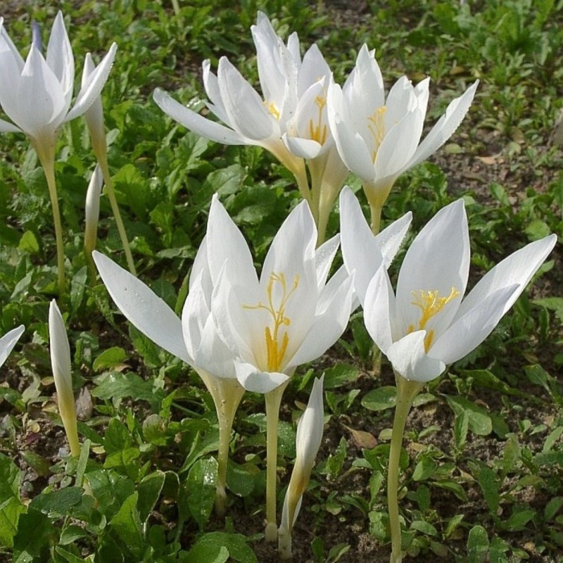 Crocus speciosus subsp. speciosus 'Albus' 