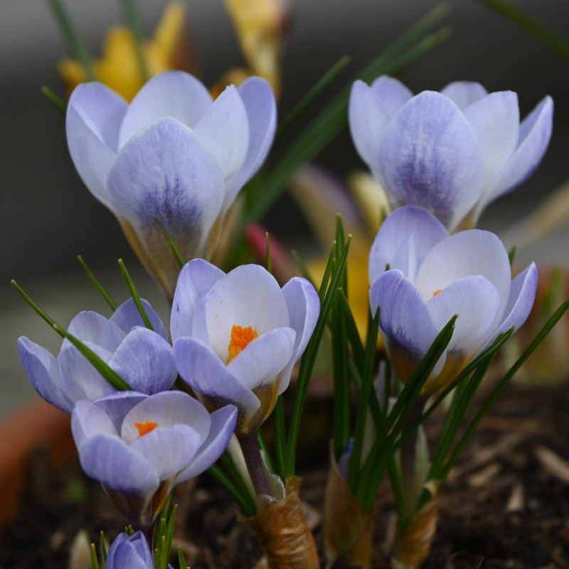 Crocus chrysanthus 'Skyline'