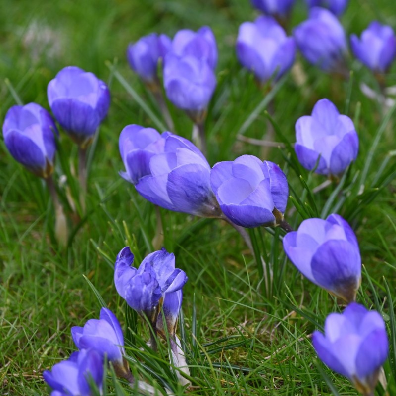 Crocus chrysanthus 'Zenith'