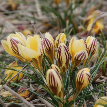 Crocus chrysanthus 'Gipsy Girl' 