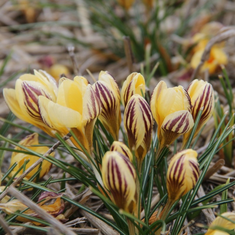 Crocus chrysanthus 'Gipsy Girl' 