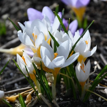 Crocus sieberi 'Bowles' White'
