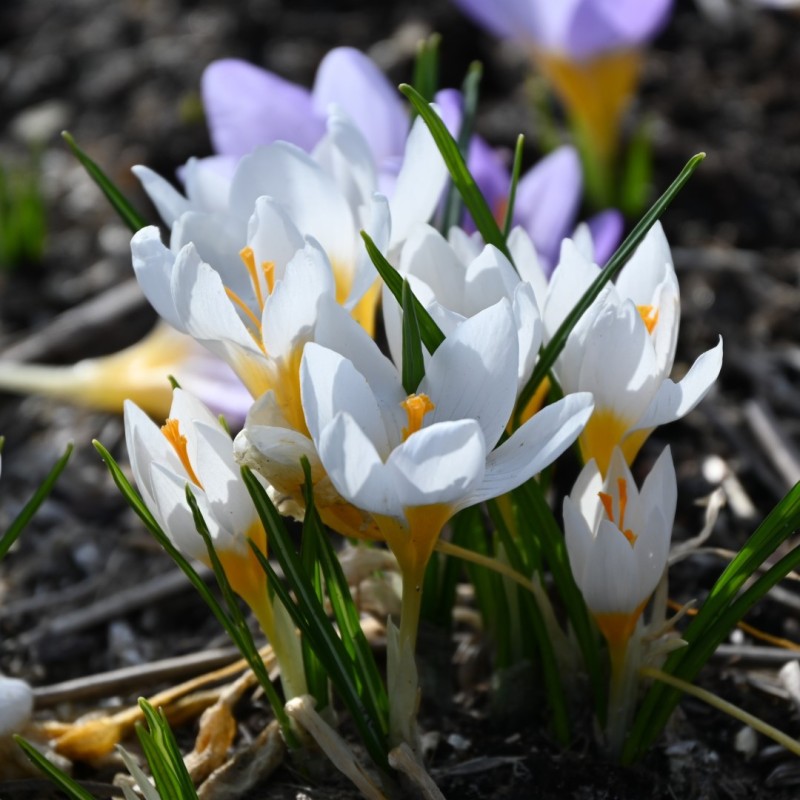 Crocus sieberi 'Bowles' White'
