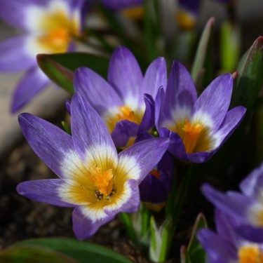 Crocus sieberi subsp. sublimis 'Tricolor'