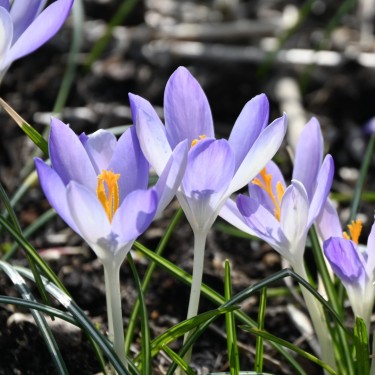 Crocus tommasinianus 'Lilac Beauty'