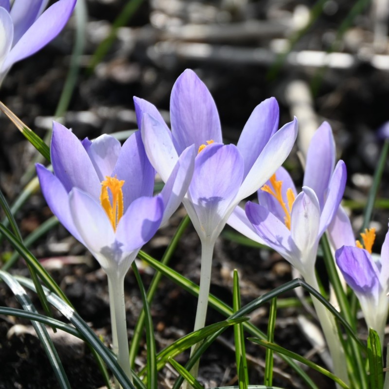 Crocus tommasinianus 'Lilac Beauty'