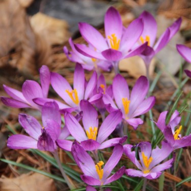 Crocus tommasinianus 'Barr's Purple' 