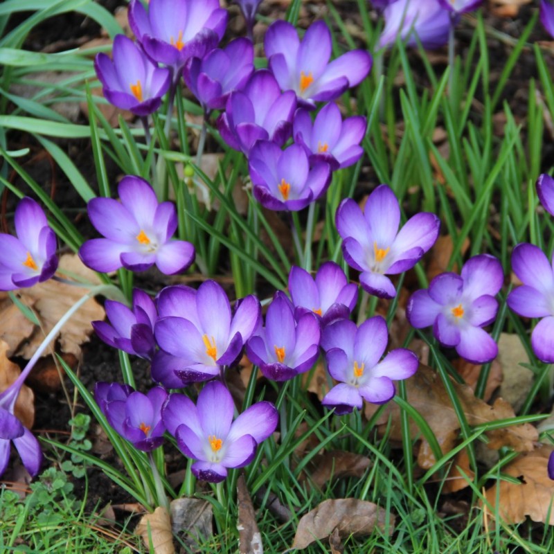 Crocus tommasinianus 'Ruby Giant'