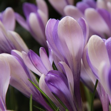 Crocus 'Yalta'