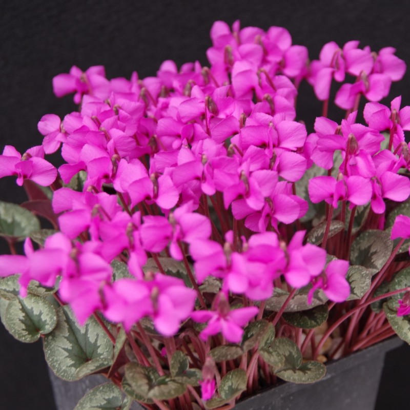 Cyclamen alpinum Cyclamen alpinum