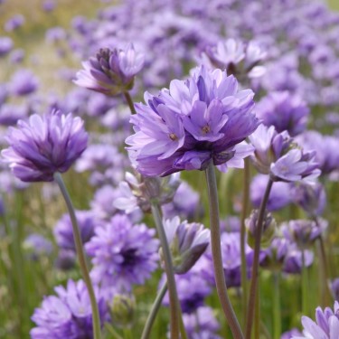 Dichelostemma congestum