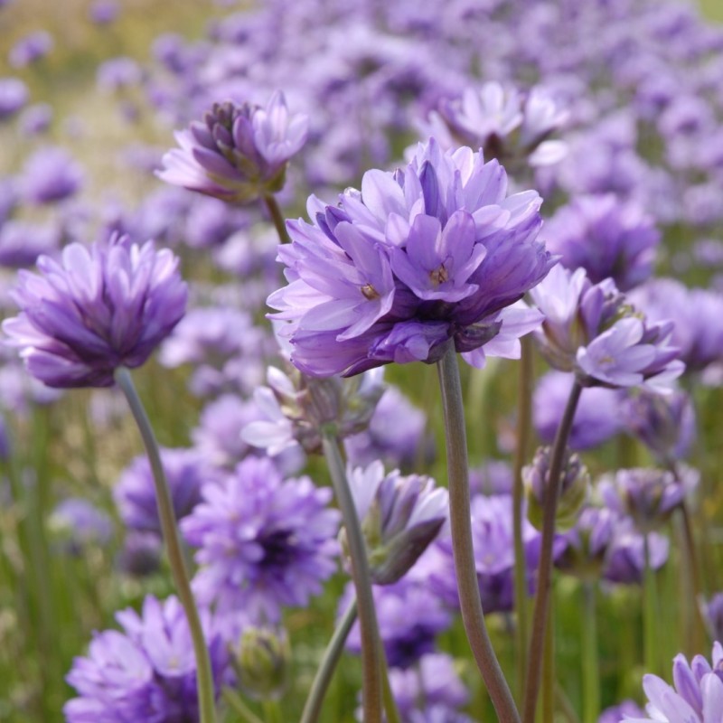 Dichelostemma congestum