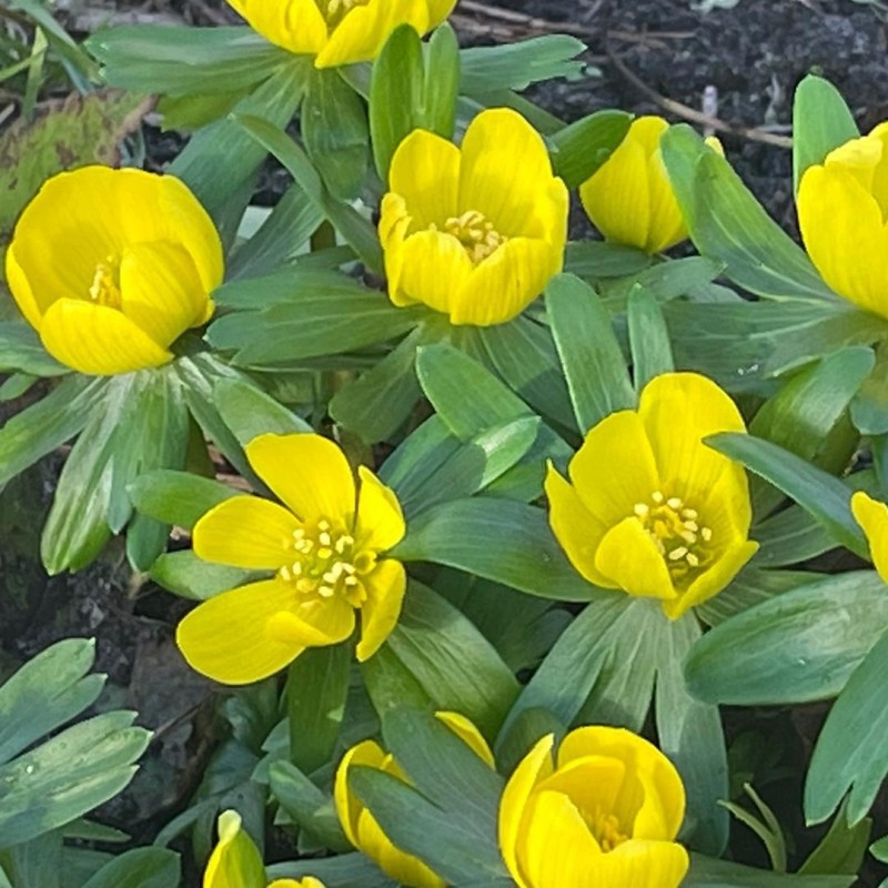 Eranthis hyemalis Eranthis hyemalis