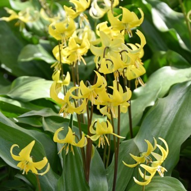Erythronium 'Pagoda'
