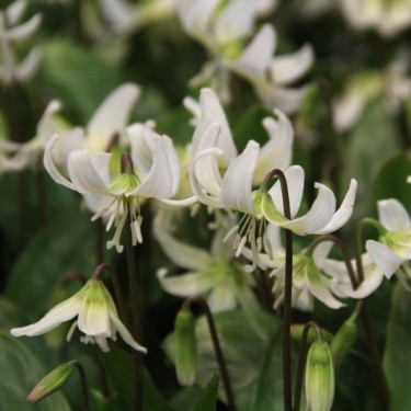Erythronium 'White Beauty'