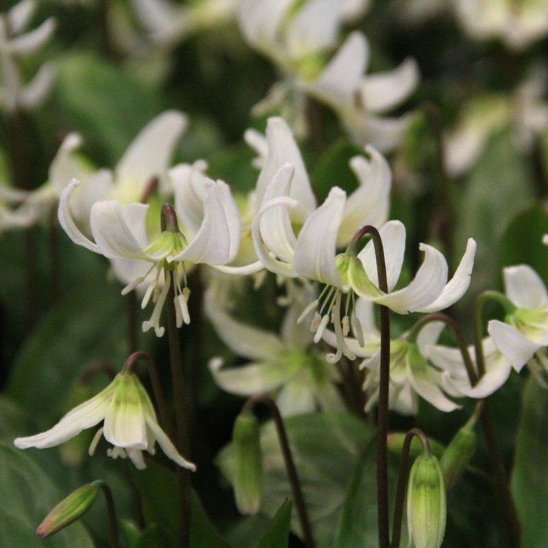 Erythronium 'White Beauty'