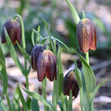 Fritillaria davisii