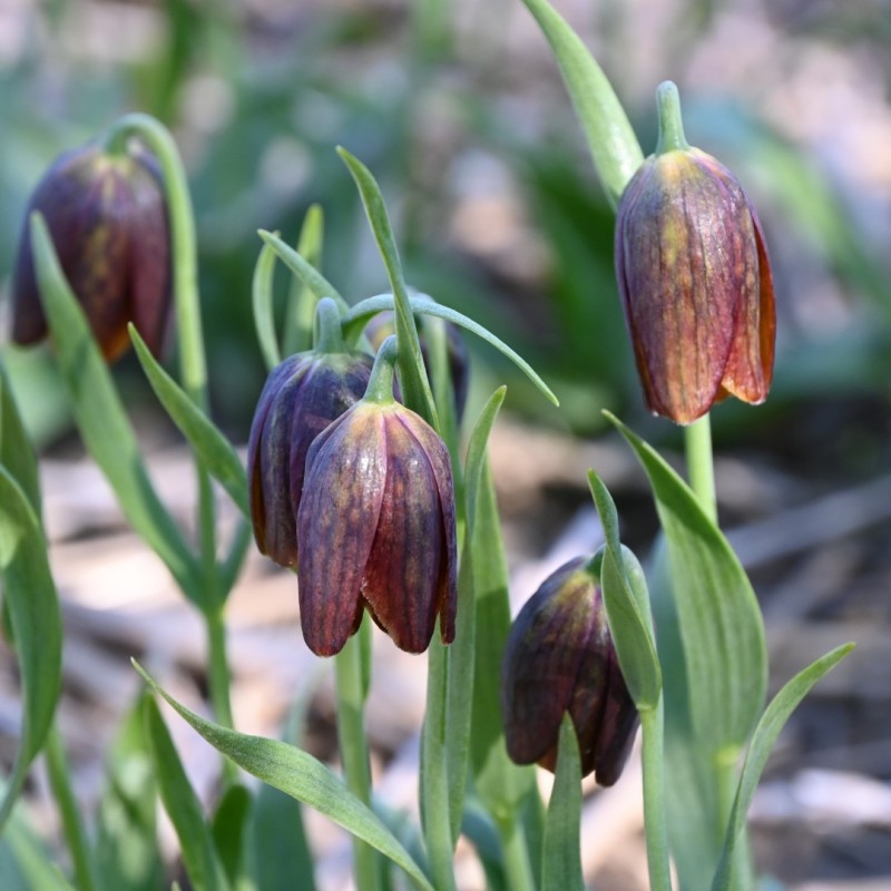 Fritillaria davisii