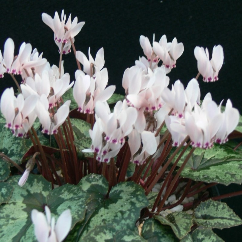 Cyclamen cyprium Cyclamen cyprium
