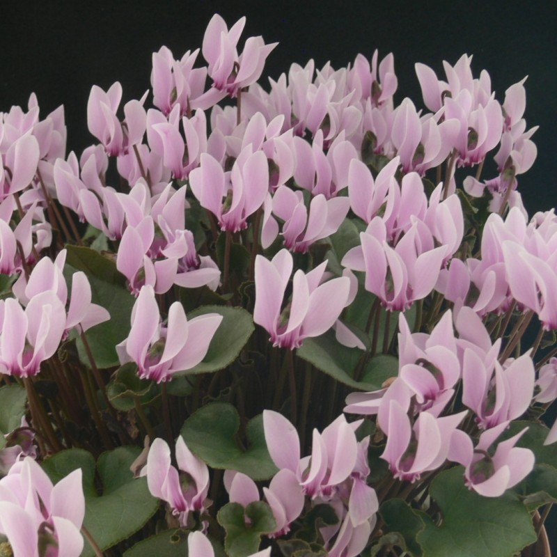 Cyclamen graecum 'Glyfada'