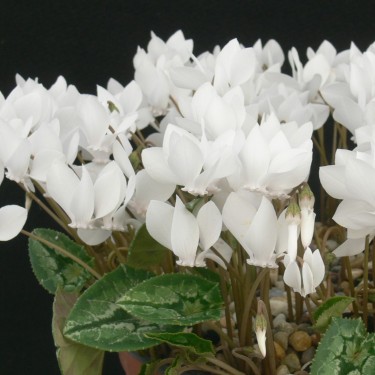 Cyclamen hederifolium forma albiflorum