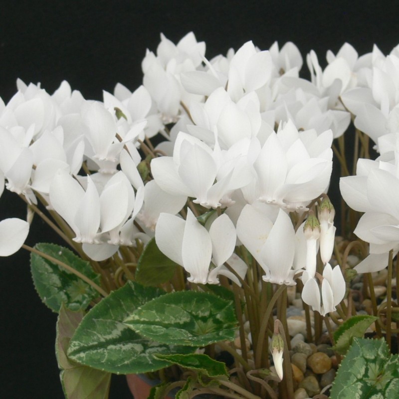 Cyclamen hederifolium forma albiflorum
