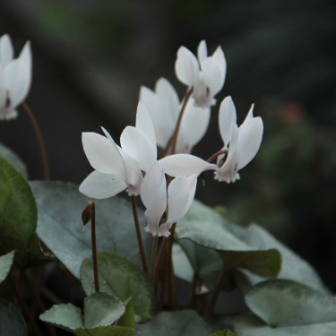 Cyclamen hederifolium -Silver Leaf White-