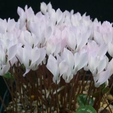 Cyclamen intaminatum