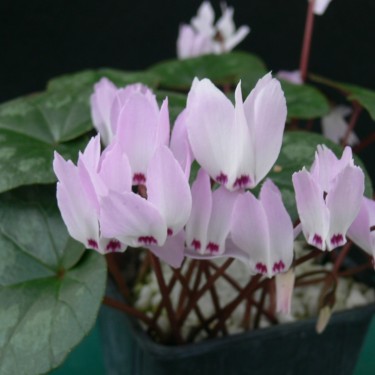 Cyclamen libanoticum