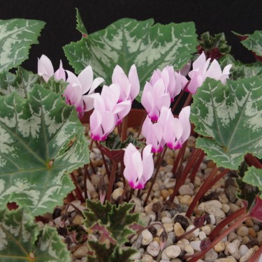 Cyclamen rohlfsianum