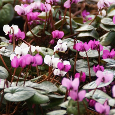 Cyclamen coum subsp. coum