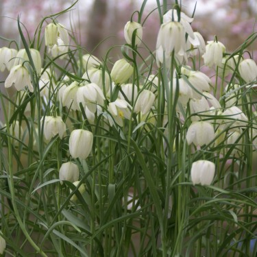 Fritillaria meleagris 'Alba'