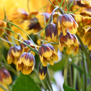 Fritillaria reuteri