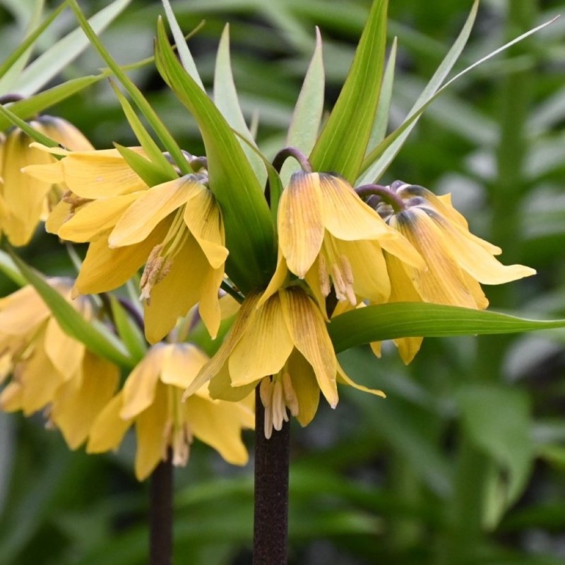 Fritillaria 'Early Passion'