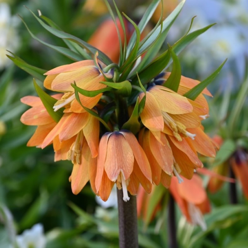 Fritillaria 'Paradise Beauty'