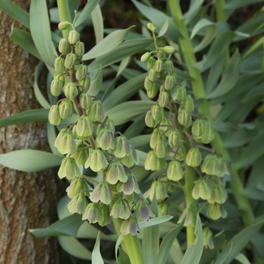 Fritillaria persica 'Green Dreams'