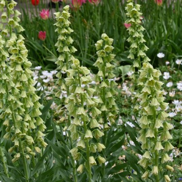 Fritillaria persica 'Ivory Bells'