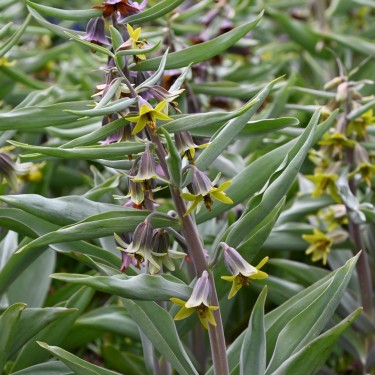 Fritillaria sewerzowii 'Green Eyes'