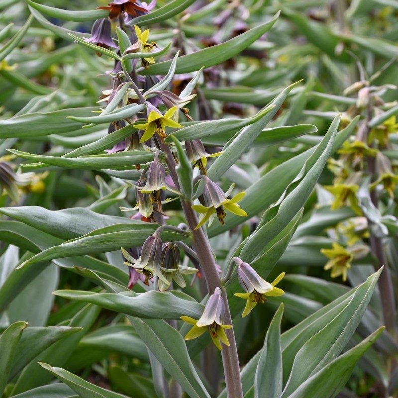 Fritillaria sewerzowii 'Green Eyes'