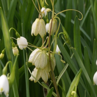 Fritillaria thunbergii