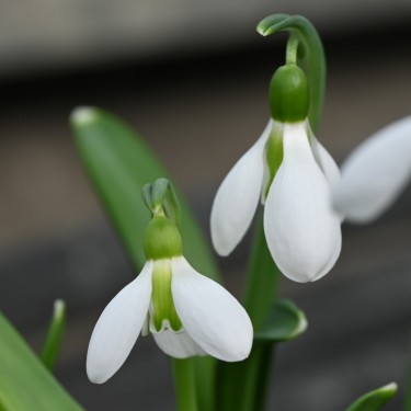 Galanthus plicatus