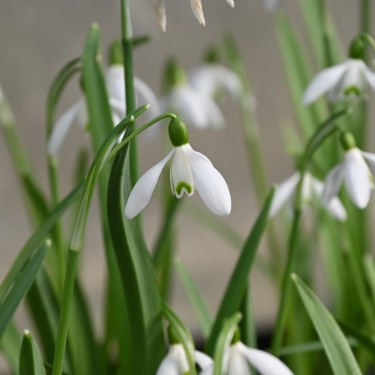 Galanthus 'Straffan'