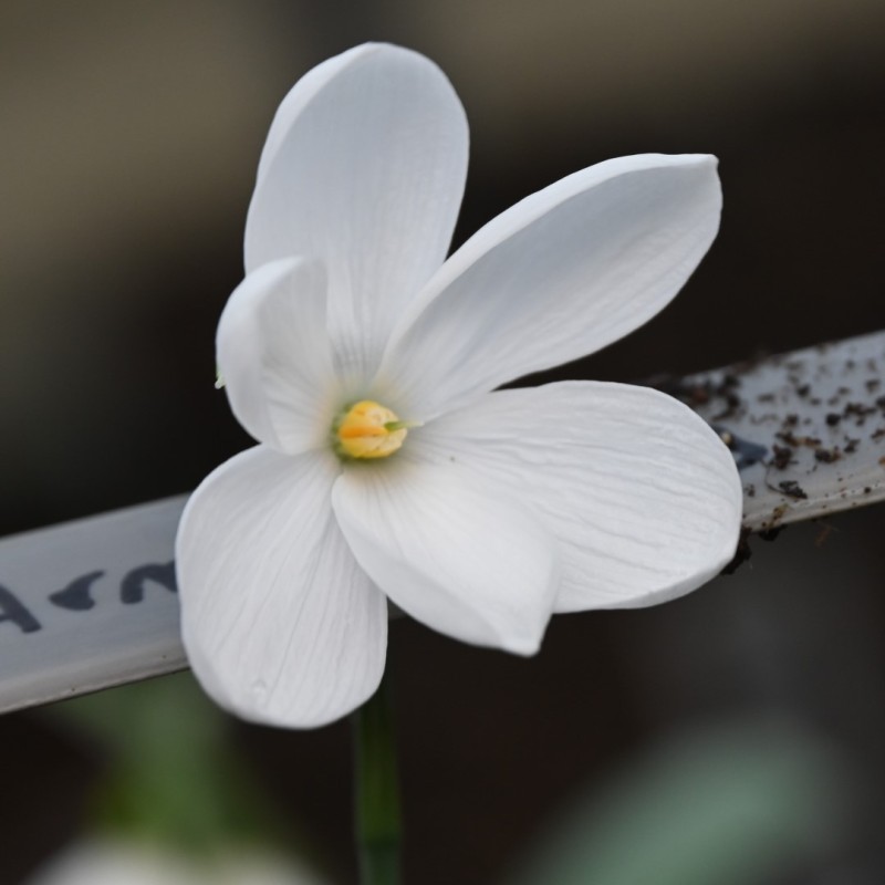 Galanthus 'Don Armstrong'
