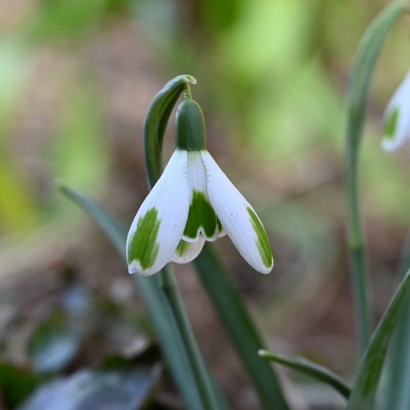 Galanthus 'Green of Hearts'